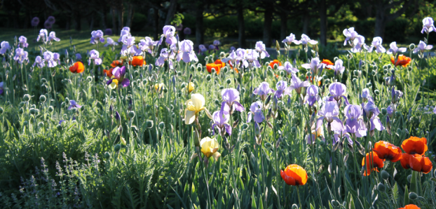 The beautiful and timeless bearded irises at Meadowburn Farm.