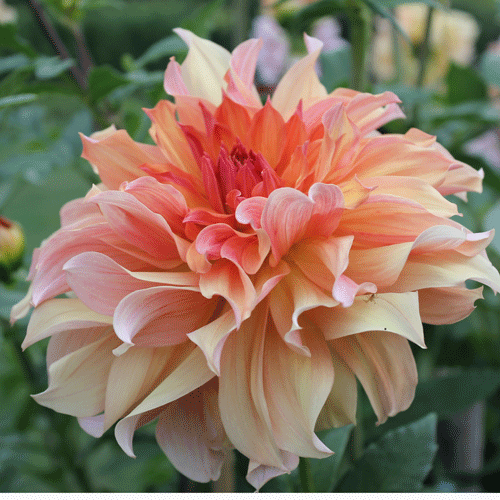 Dahlia 'Jane Cowl'