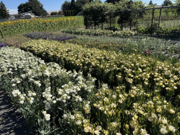 Lisianthus at Bloomz Flower Farm