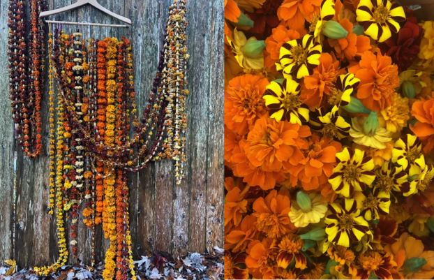 Marigold Inspiration