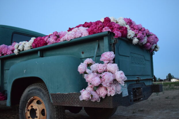 Peonies spill from the rim of a vintage pickup truck