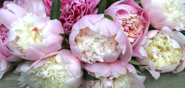 peonies-960