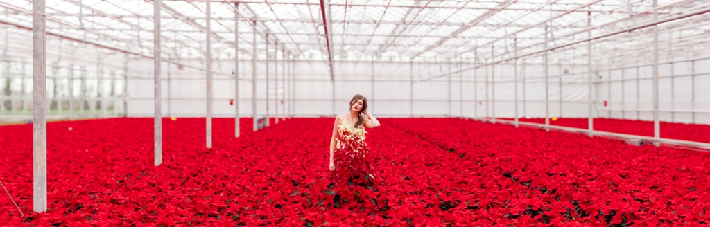 Even if you can't fashion your own poinsettia dress for a holiday gala, the good news is that you can cut poinsettias and use them in floral arrangements. 