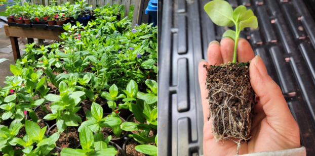 Healthy seedlings