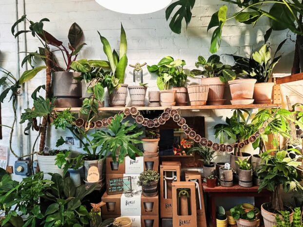Curated pottery and unique houseplants