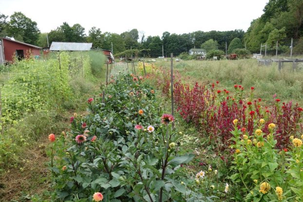 The land where Marybeth raises her beautiful cut flowers is owned by Back to Basics Farm in Accord, New York.