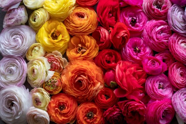 Glorious ranunculus