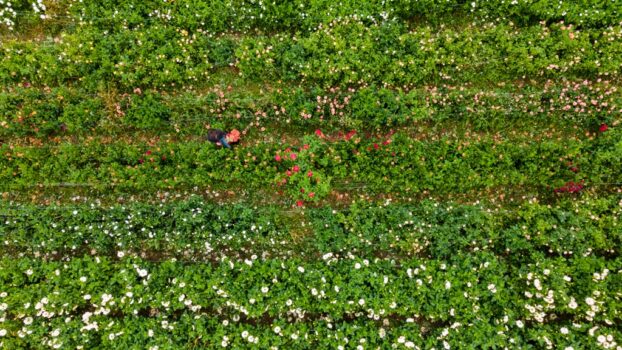 Drone image of the flower fields at Understory Farm