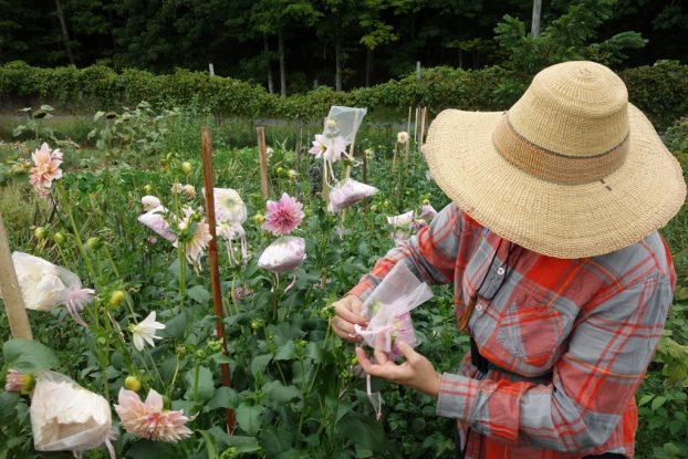 Tending to dahlias with mesh bags -- a laborious process to keep these luxury blooms blemish-free for discerning clients.