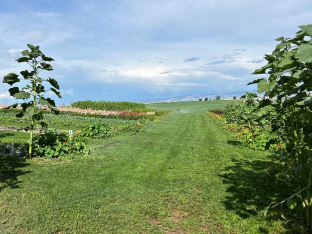 Walla Walla Flower Farm