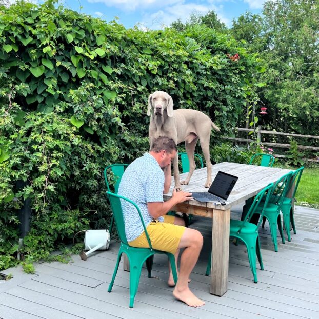 Weimaraners at Diddle & Zen