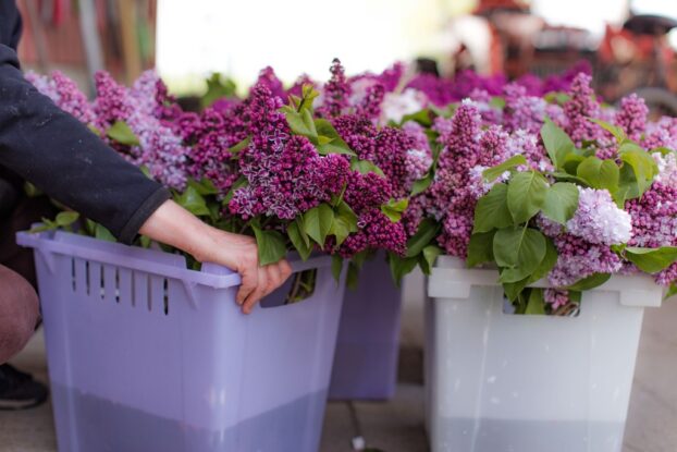 Buckets of just-picked lilacs at Jello Mold Farm (c) Missy Palacol Photography