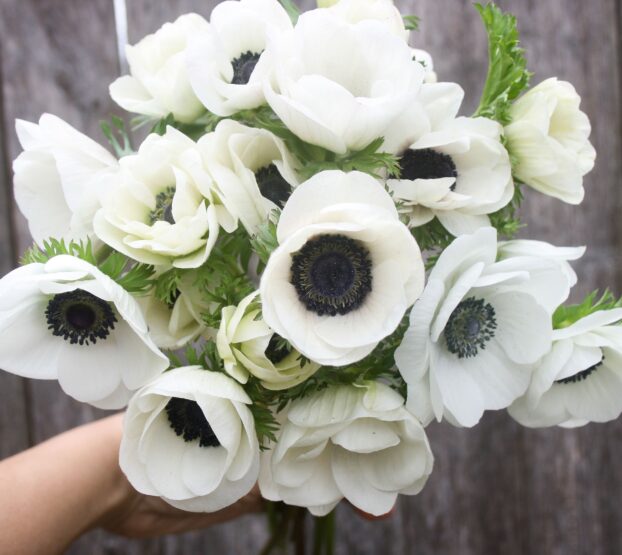 Anemones from Everbloom Fields