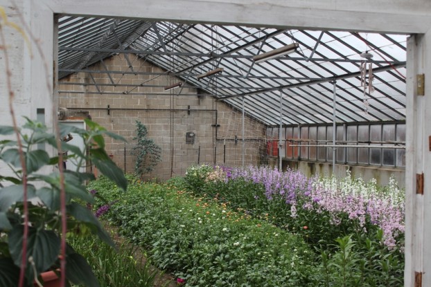 A peek inside the property's original glass greenhouse where the first spring crops are ready for harvest.