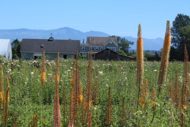 The tall wands of Dawn's eremurus frame the view of her home and barn in Skagit Valley.