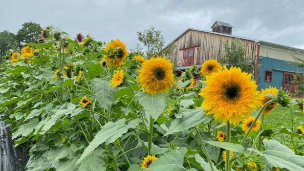 Six Dutchess Farm