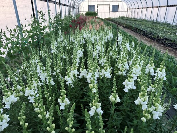 Snapdragons in the high tunnel at Florage Flower Farm