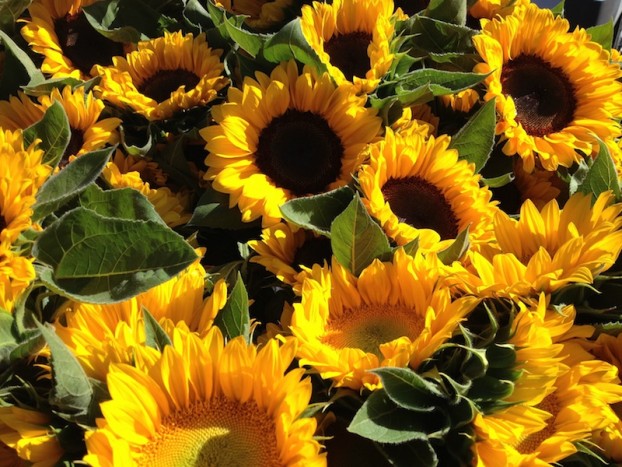 Sunflowers - a Bindweed bestselling crop