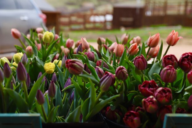Spring tulips at Blooms Colorado